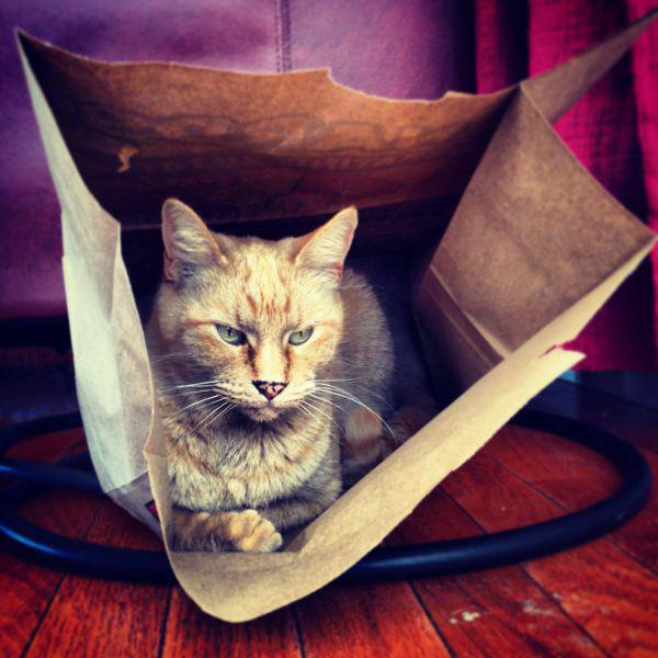 Забавные и симпатичные котики