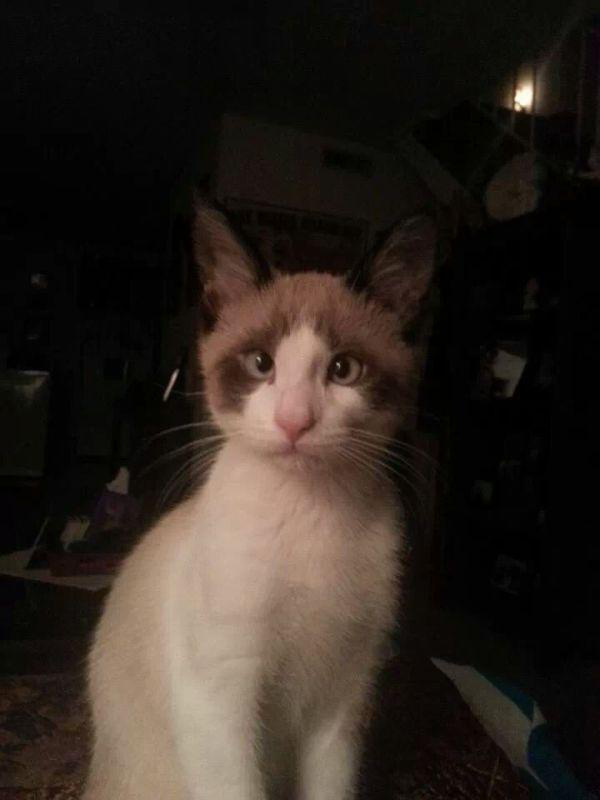 Забавные и симпатичные котики