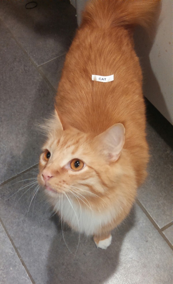 Забавные и симпатичные котики