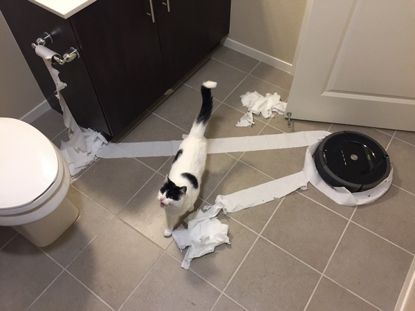 Забавные и симпатичные котики