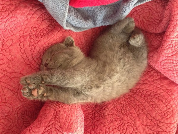 Забавные и симпатичные котики