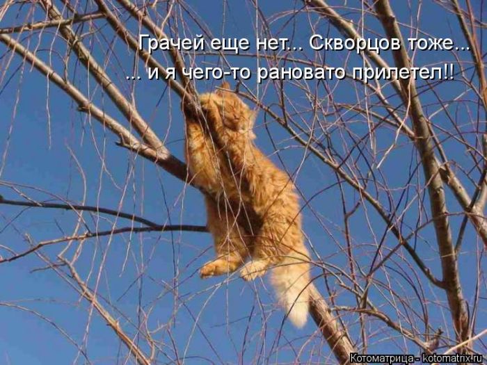 Лучшие котоматрицы недели
