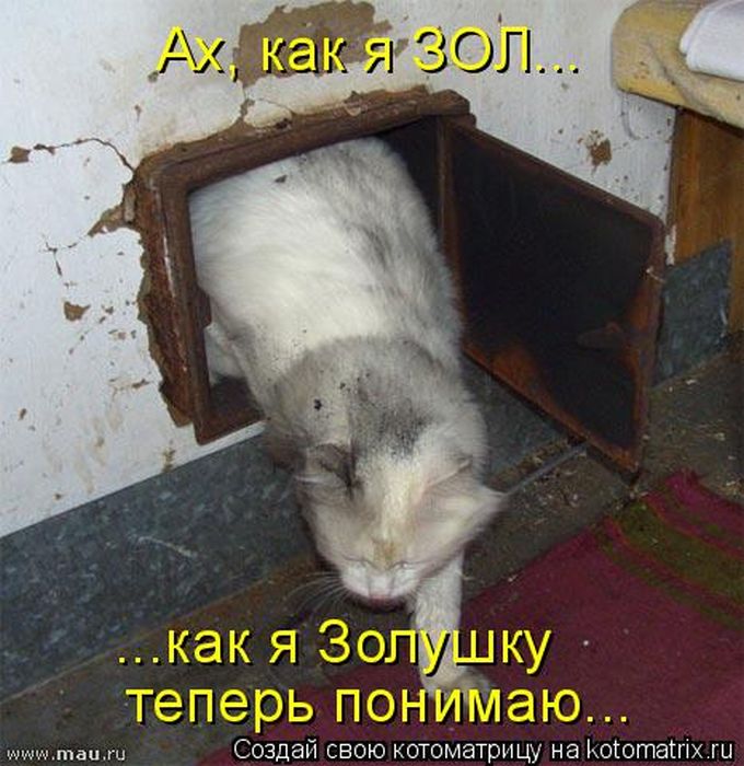 Лучшие котоматрицы недели