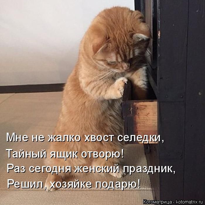 Лучшие котоматрицы недели