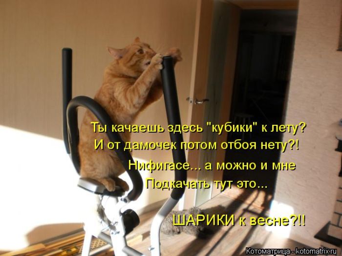Лучшие котоматрицы недели
