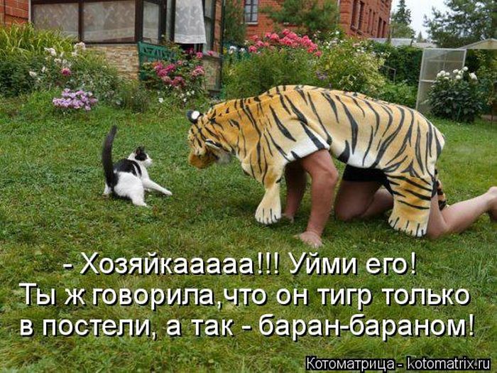 Лучшие котоматрицы недели