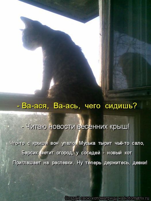 Лучшие котоматрицы недели