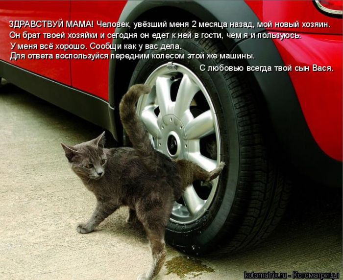 Лучшие котоматрицы недели