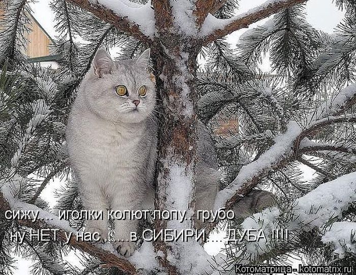 Лучшие котоматрицы недели