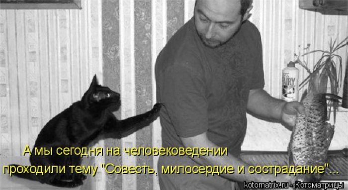 Лучшие котоматрицы недели