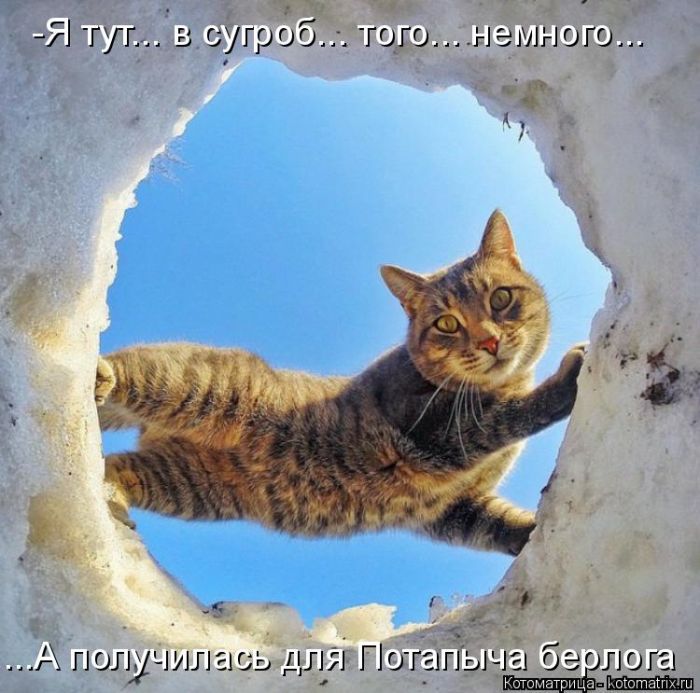 Лучшие котоматрицы недели
