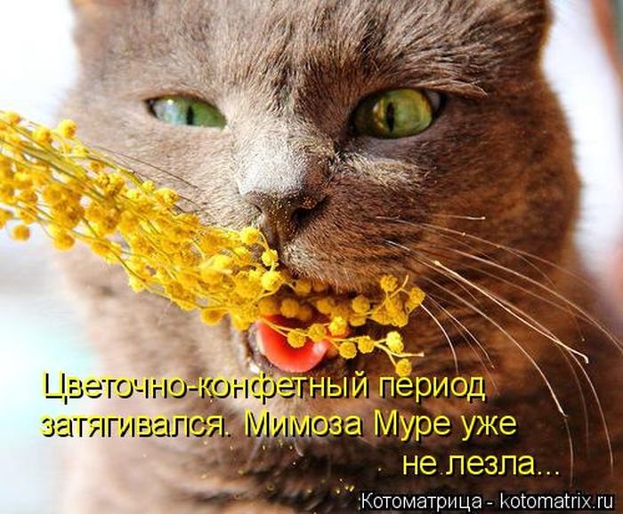 Лучшие котоматрицы недели