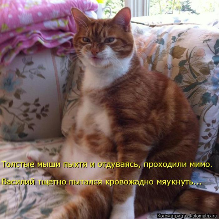 Лучшие котоматрицы недели