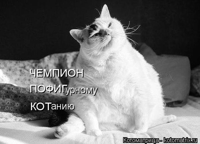 Лучшие котоматрицы недели