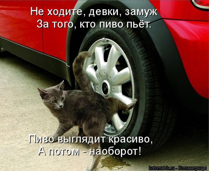 Лучшие котоматрицы недели