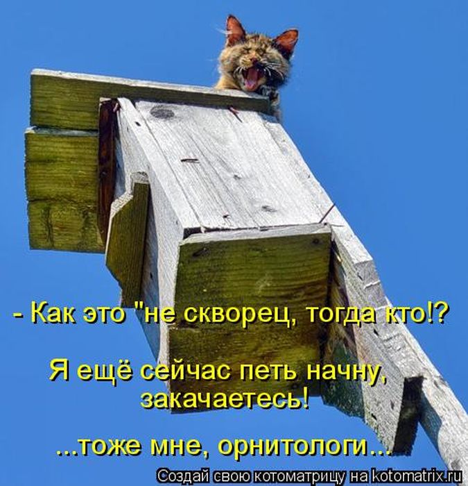 Лучшие котоматрицы недели