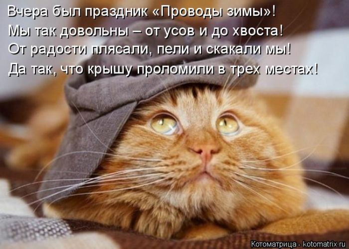 Лучшие котоматрицы недели