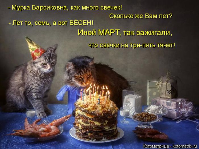 Лучшие котоматрицы недели