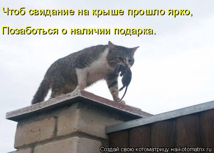 Лучшие котоматрицы недели