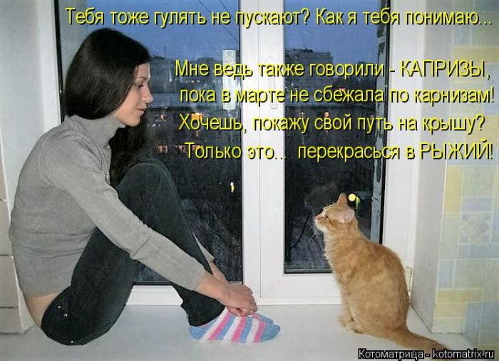 Лучшие котоматрицы недели