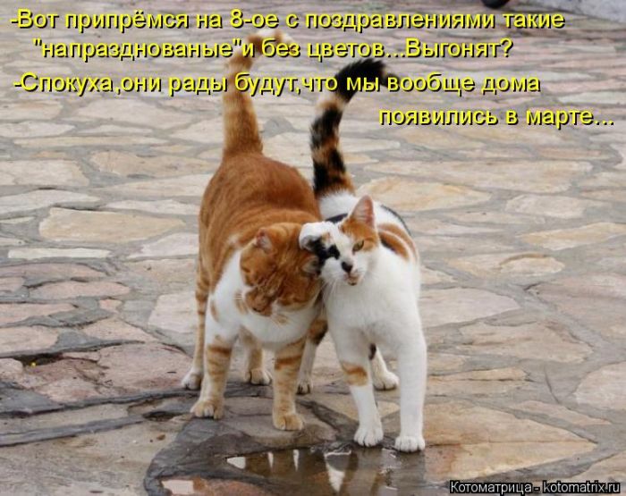 Лучшие котоматрицы недели