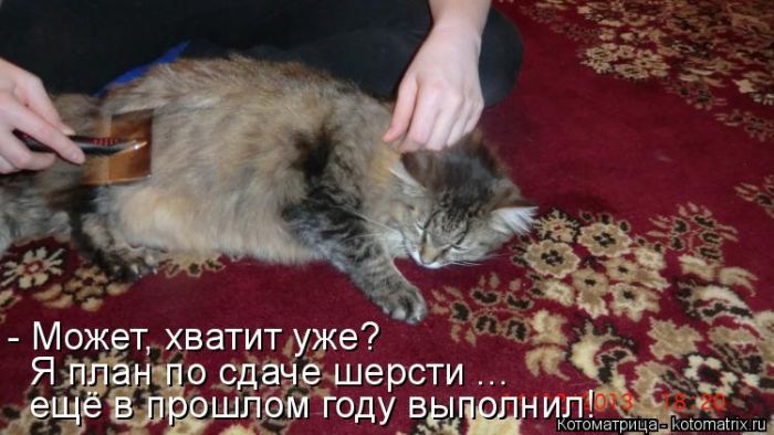Лучшие котоматрицы недели