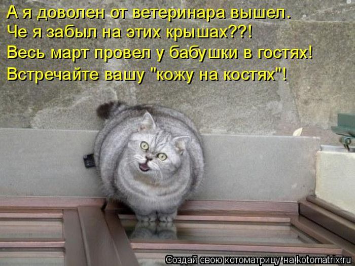Лучшие котоматрицы недели