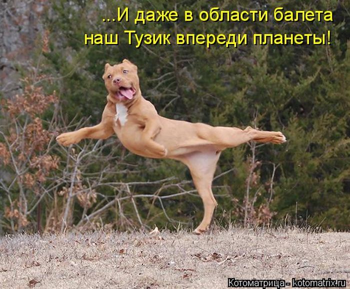 Лучшие котоматрицы недели