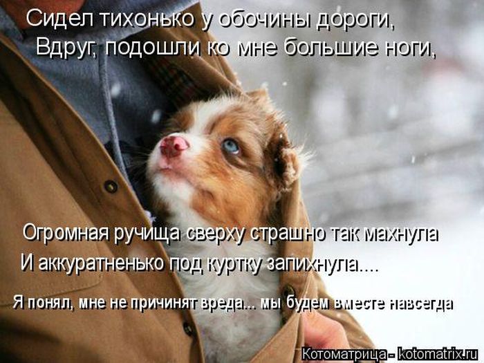Лучшие котоматрицы недели