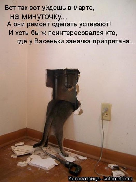 Лучшие котоматрицы недели