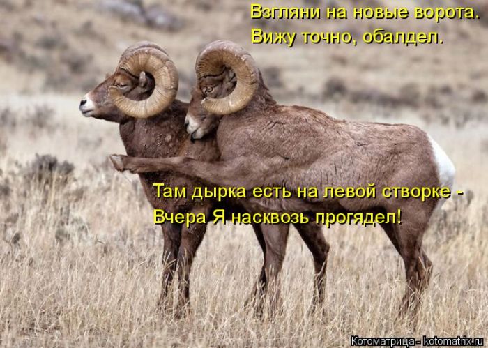 Лучшие котоматрицы недели