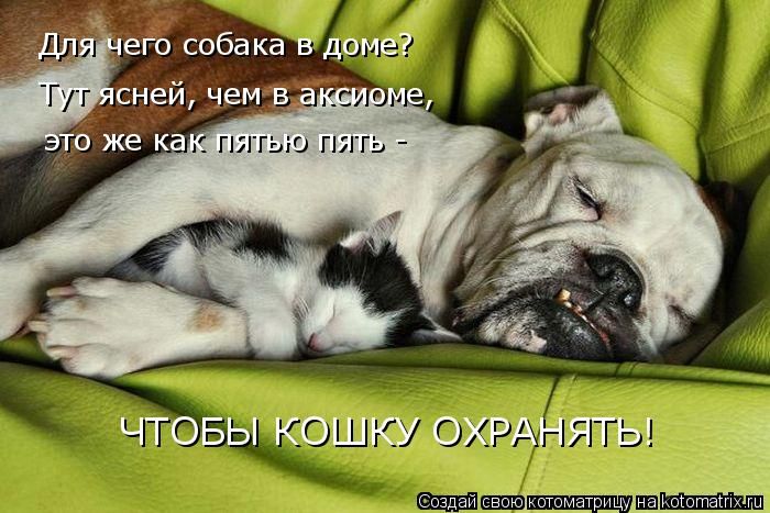 Лучшие котоматрицы недели