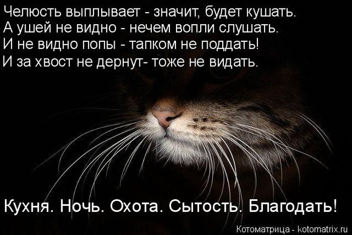 Лучшие котоматрицы недели