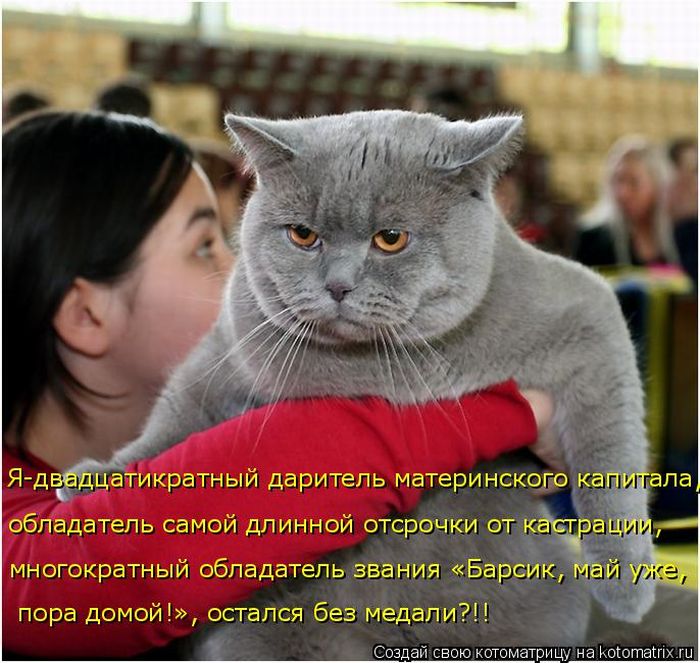 Лучшие котоматрицы недели