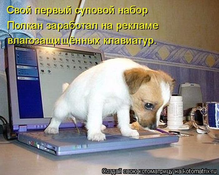 Лучшие котоматрицы недели
