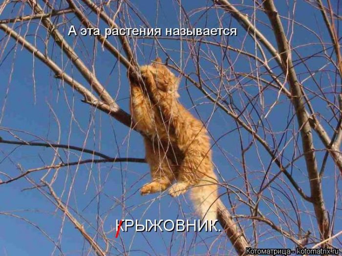 Лучшие котоматрицы недели