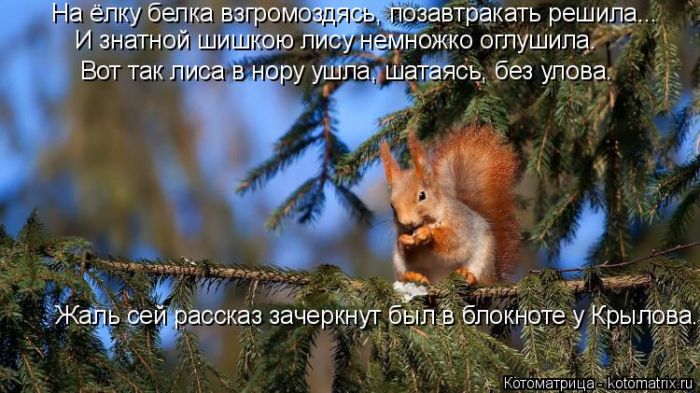 Лучшие котоматрицы недели