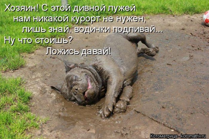 Лучшие котоматрицы недели