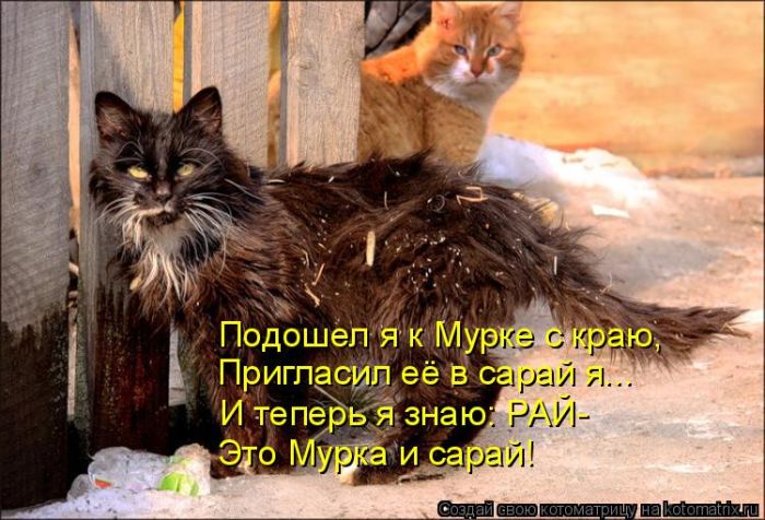 Лучшие котоматрицы недели