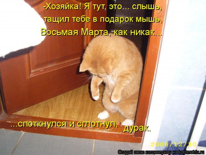 Лучшие котоматрицы недели