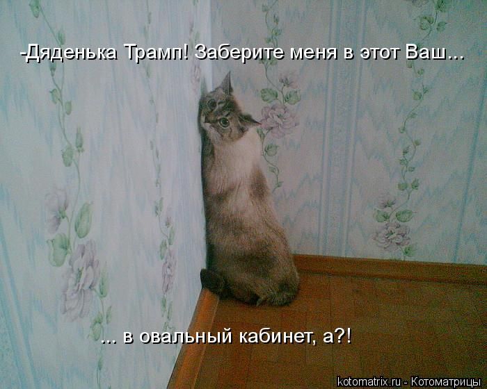 Лучшие котоматрицы недели