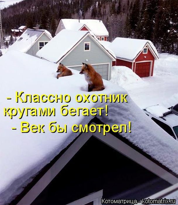Лучшие котоматрицы недели