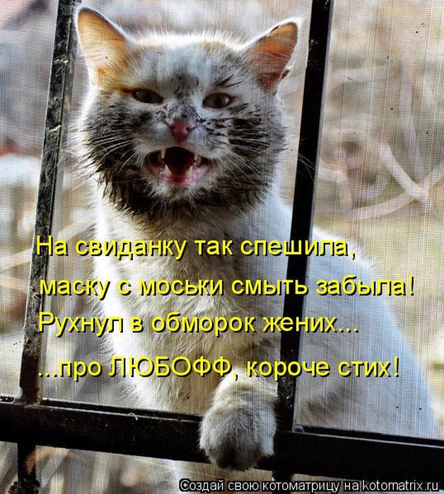 Лучшие котоматрицы недели