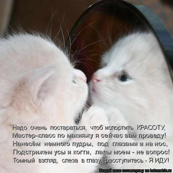 Лучшие котоматрицы недели