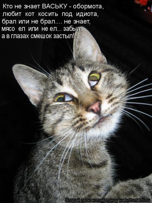 Лучшие котоматрицы недели