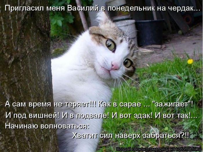 Лучшие котоматрицы недели