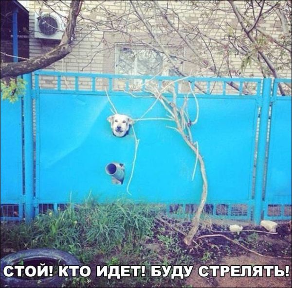 Прикольные картинки