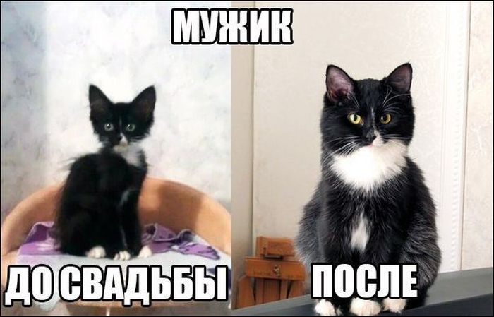 Прикольные картинки