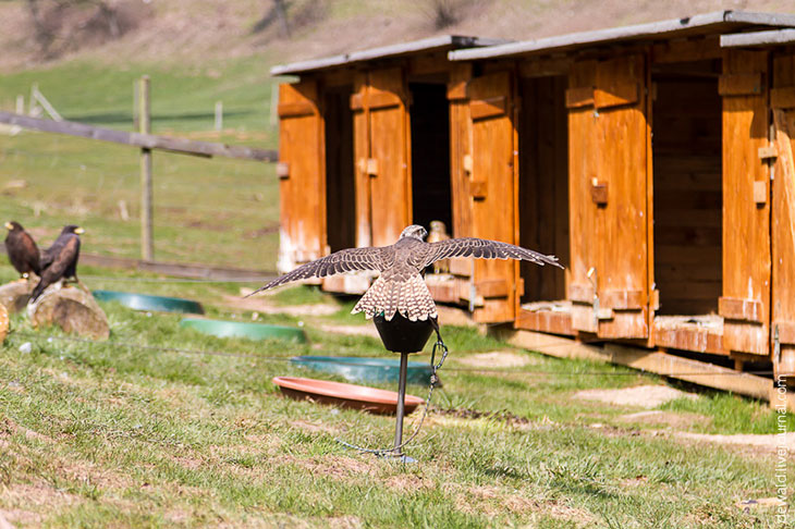 Парк хищных птиц в Германии