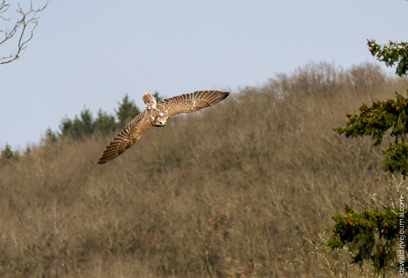 Парк хищных птиц в Германии